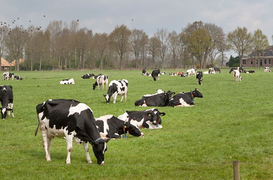 Image de la catégorie Mélangeuse à vis verticale