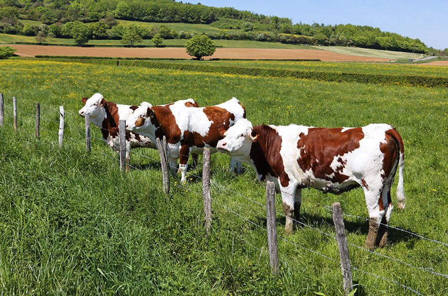 Image de la catégorie Epandeurs à fumier pièces-acc.