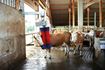 Image sur Brosse à vache HAPPYCOW SWING MAXI
